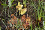 Purple pitcherplant